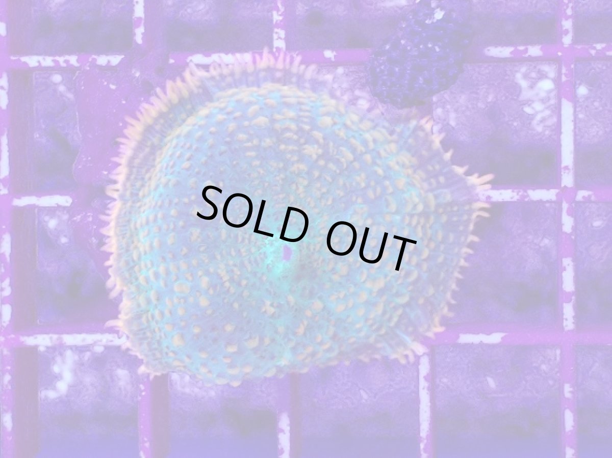 画像1: No.2 ディスクコーラルsp オレンジ＆グリーン (1)