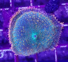 画像2: No.2 ディスクコーラルsp オレンジ＆グリーン (2)