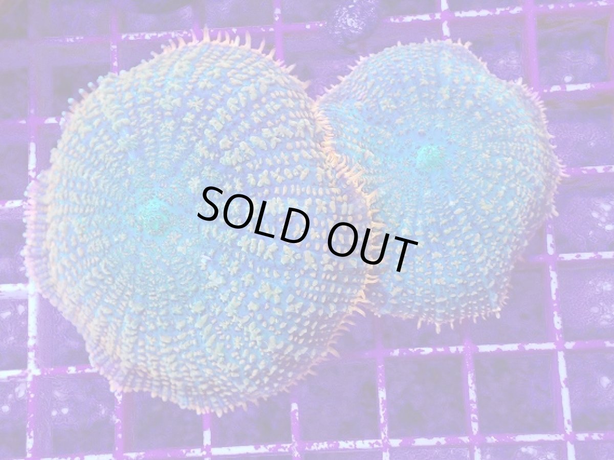 画像1: No.3 ディスクコーラルsp オレンジ＆グリーン (1)