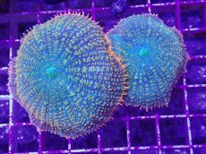 画像1: No.3 ディスクコーラルsp オレンジ＆グリーン (1)