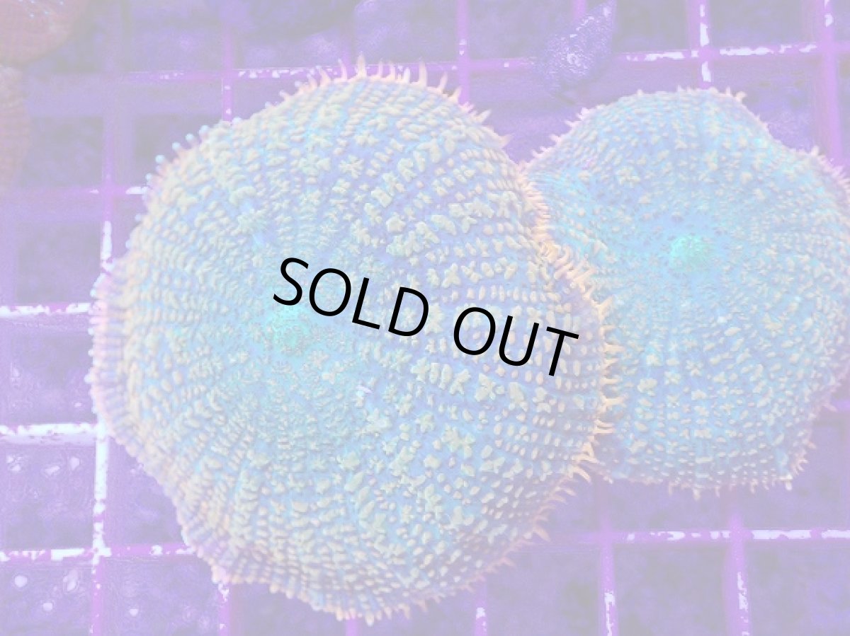 画像2: No.3 ディスクコーラルsp オレンジ＆グリーン (2)