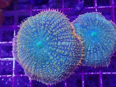 画像2: No.3 ディスクコーラルsp オレンジ＆グリーン (2)