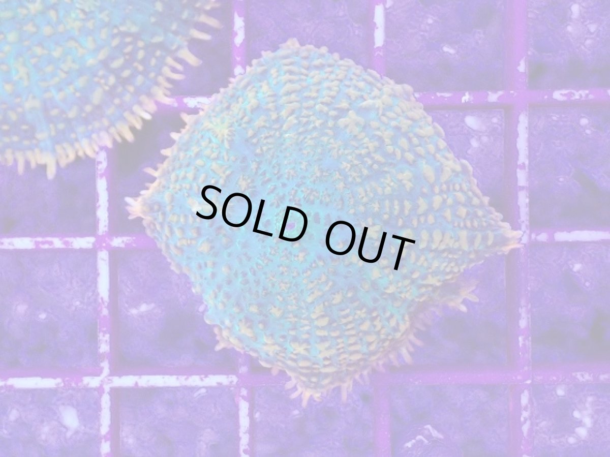 画像1: No.4 ディスクコーラルsp オレンジ＆グリーン (1)