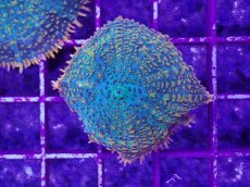 画像1: No.4 ディスクコーラルsp オレンジ＆グリーン (1)