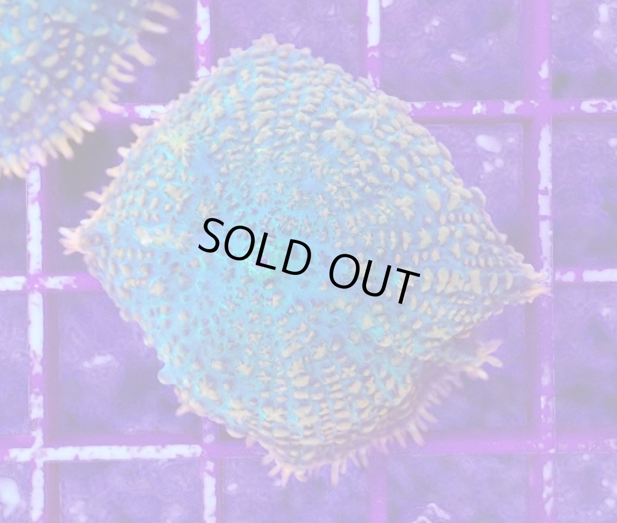 画像2: No.4 ディスクコーラルsp オレンジ＆グリーン (2)