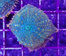 画像2: No.4 ディスクコーラルsp オレンジ＆グリーン (2)