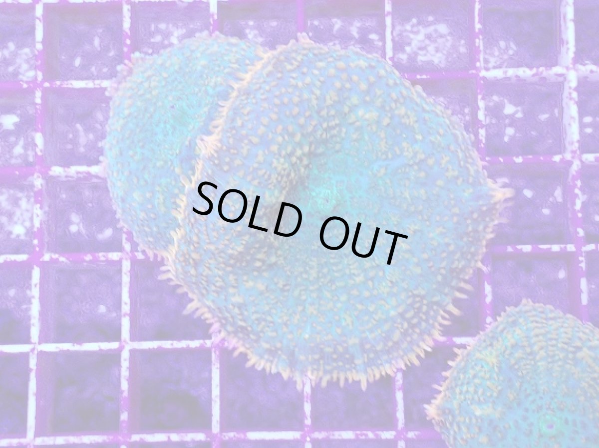 画像1: No.5 ディスクコーラルsp オレンジ＆グリーン (1)