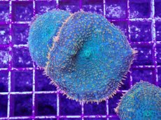 画像1: No.5 ディスクコーラルsp オレンジ＆グリーン (1)