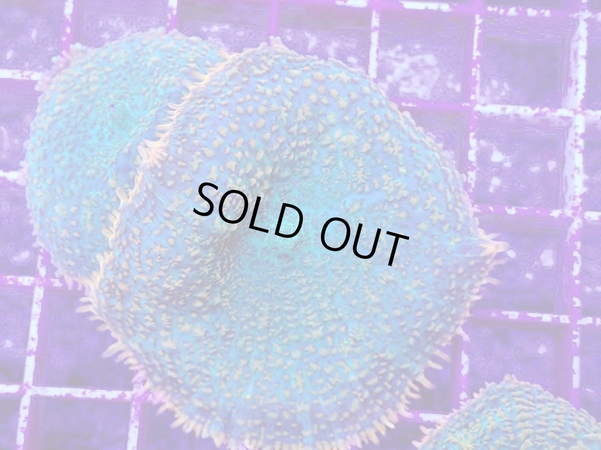 画像2: No.5 ディスクコーラルsp オレンジ＆グリーン (2)