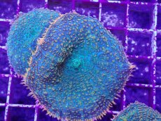 画像2: No.5 ディスクコーラルsp オレンジ＆グリーン (2)