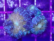 画像2: No.6 オーストラリア産 ディスクコーラルsp イエローコア (2)