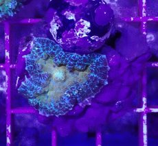 画像2: No.7 オーストラリア産 ディスクコーラルsp イエローコア (2)