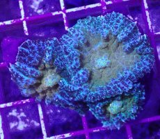 画像1: No.8 オーストラリア産 ディスクコーラルsp イエローコア (1)