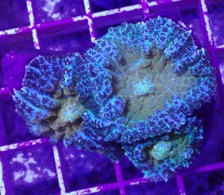 ライブロック ミックスザイズ を買うならアクアスタイルユー 海水魚