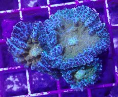 画像2: No.8 オーストラリア産 ディスクコーラルsp イエローコア (2)