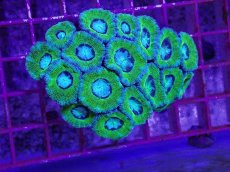 画像1: No.1 カクオオトゲキクメイシ (1)