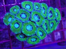 画像2: No.1 カクオオトゲキクメイシ (2)