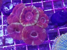 画像1: No.2 カクオオトゲキクメイシ (1)