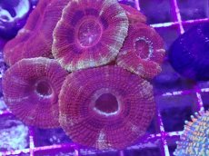 画像2: No.2 カクオオトゲキクメイシ (2)