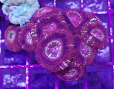 画像1: No.3 カクオオトゲキクメイシ (1)