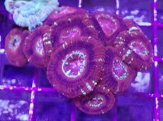 画像2: No.3 カクオオトゲキクメイシ (2)