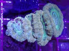 画像1: No.4 カクオオトゲキクメイシ (1)