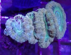 画像2: No.4 カクオオトゲキクメイシ (2)