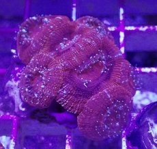 画像2: No.5 カクオオトゲキクメイシ (2)