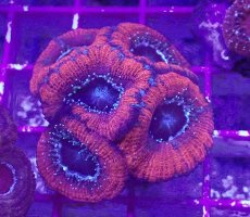 画像1: No.6 カクオオトゲキクメイシ (1)