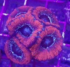 画像2: No.6 カクオオトゲキクメイシ (2)