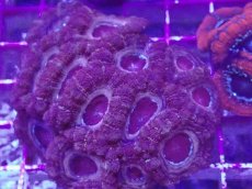 画像2: No.7 カクオオトゲキクメイシ (2)