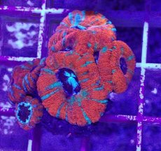 画像1: No.8 カクオオトゲキクメイシ (1)