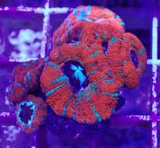 画像2: No.8 カクオオトゲキクメイシ (2)