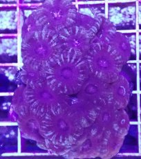 画像1: No.9 カクオオトゲキクメイシ (1)