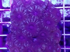 画像2: No.9 カクオオトゲキクメイシ (2)