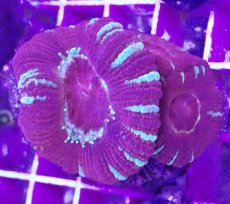 画像2: No.10 カクオオトゲキクメイシ (2)