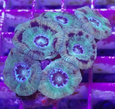 画像1: No.11 カクオオトゲキクメイシ (1)