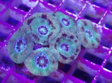 画像2: No.11 カクオオトゲキクメイシ (2)