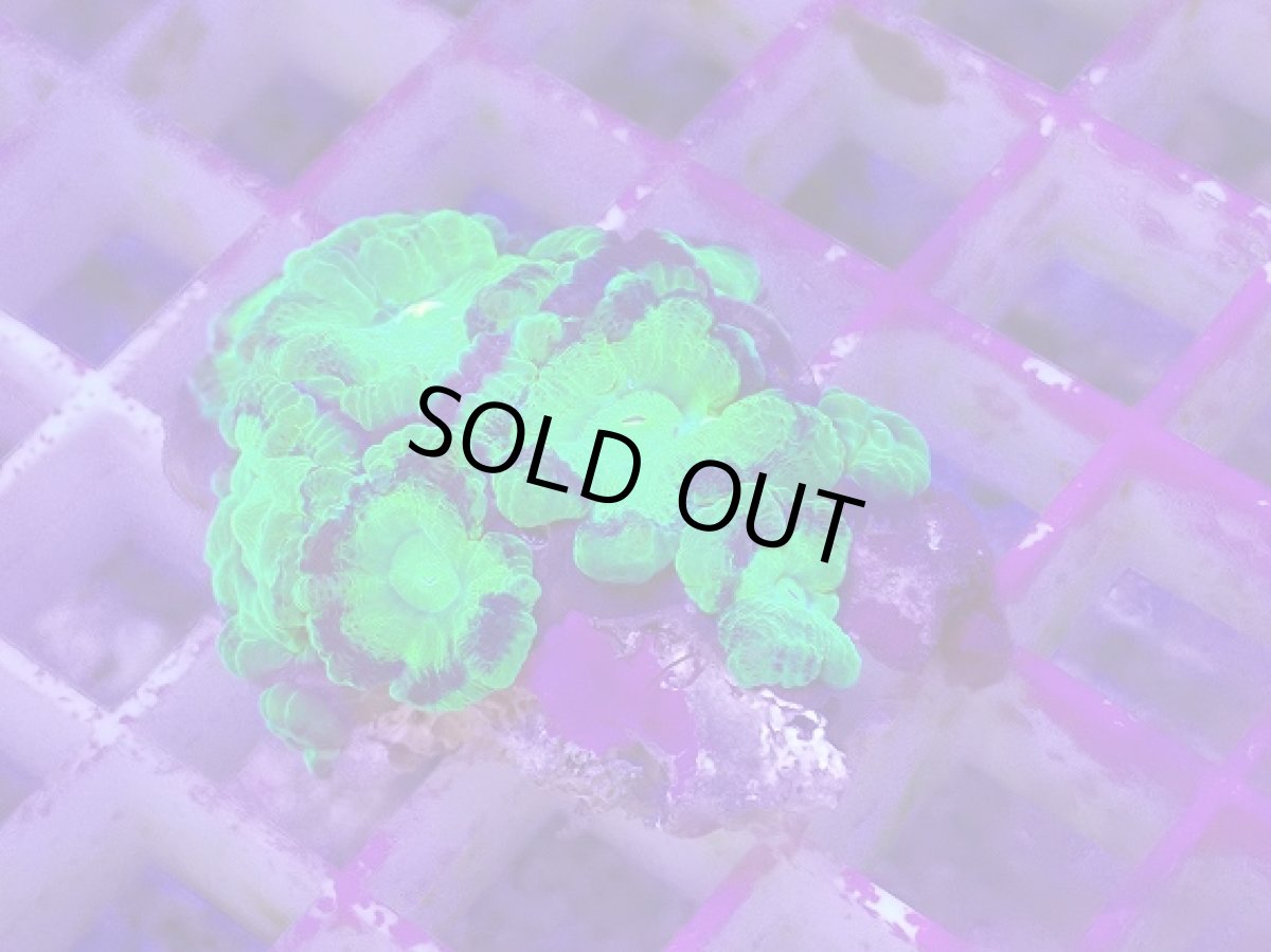 画像1: No.12 カクオオトゲキクメイシ (1)