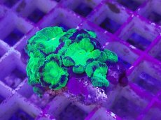 画像1: No.12 カクオオトゲキクメイシ (1)