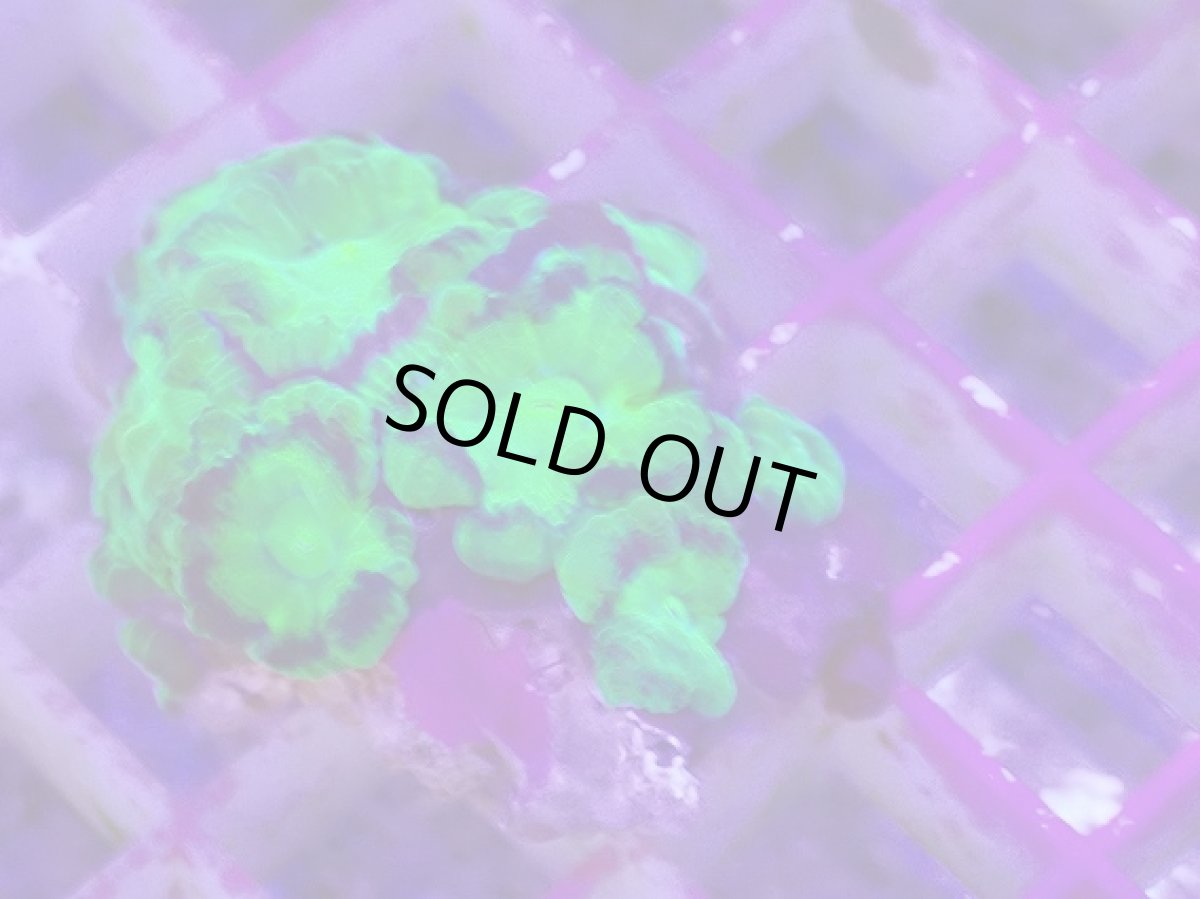 画像2: No.12 カクオオトゲキクメイシ (2)