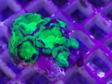 画像2: No.12 カクオオトゲキクメイシ (2)