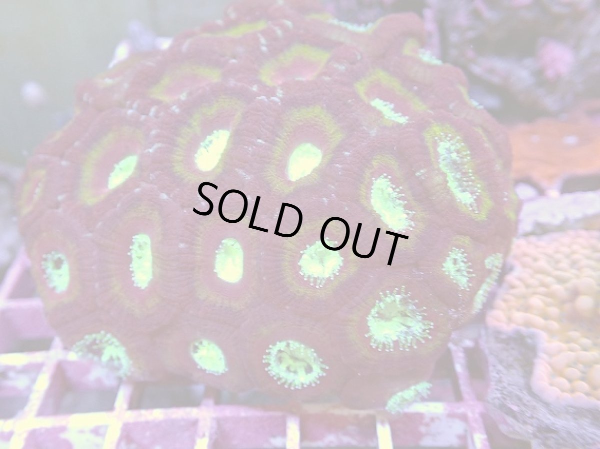 画像1: No.13 カクオオトゲキクメイシ (1)