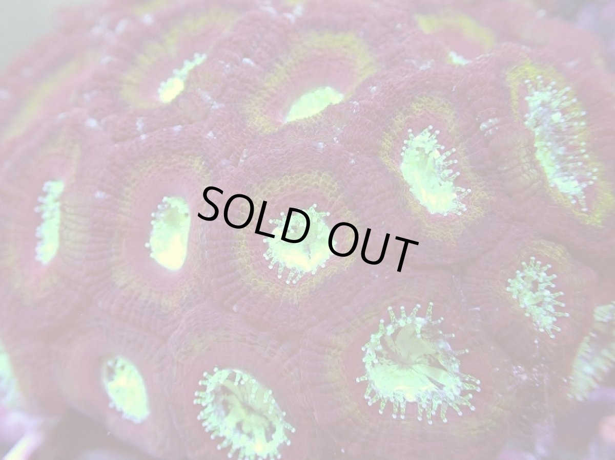 画像2: No.13 カクオオトゲキクメイシ (2)