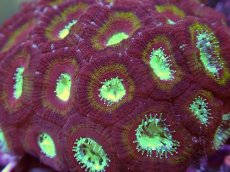 画像2: No.13 カクオオトゲキクメイシ (2)