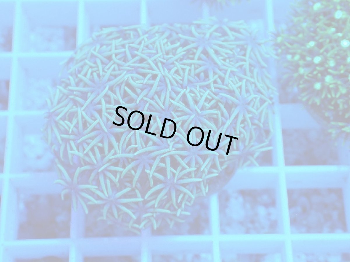 画像1: No.１ スターポリプ　グリーン (1)