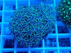 画像1: No.１ スターポリプ　グリーン (1)