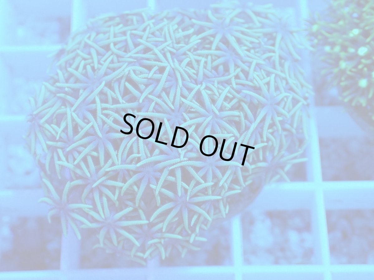 画像2: No.１ スターポリプ　グリーン (2)