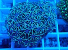 画像2: No.１ スターポリプ　グリーン (2)