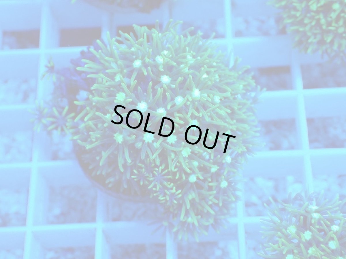 画像1: No.2 スターポリプ　メタリックグリーン (1)